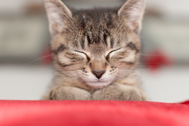 sleeping cat