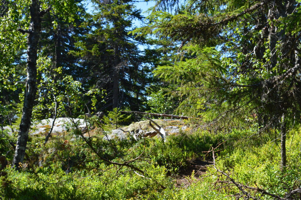 Natural view